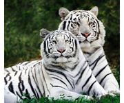 pic for white bengal tigers 